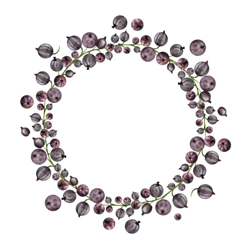 خوشه انگور فرنگی روی ساقه‌ها، توت‌های رسیده باغ، ترکیبی از کاسیل، جون‌بری و جستبری، نقاشی آبرنگ. قاب حلقه‌ای ایزوله. مربای خانگی، کتاب آشپزی، کارت‌های فروشگاه مواد غذایی و بازار کشاورزان.