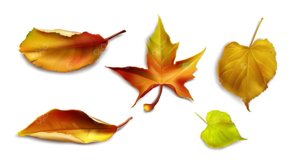 مجموعه برگ‌های پاییزی واقعی