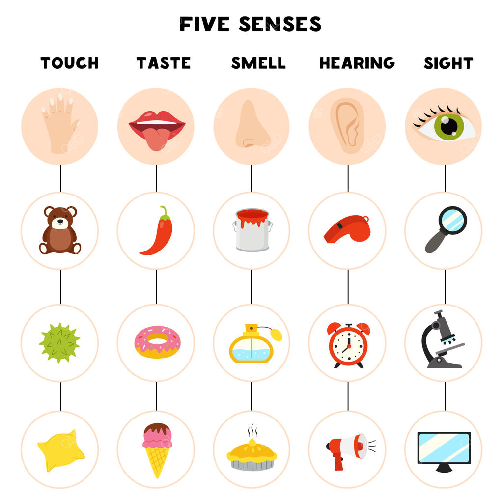 پوستر پنج حس: تصویرگری و اندام‌های حسی.