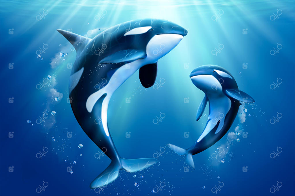 خانواده دوست‌داشتنی نهنگ‌های قاتل