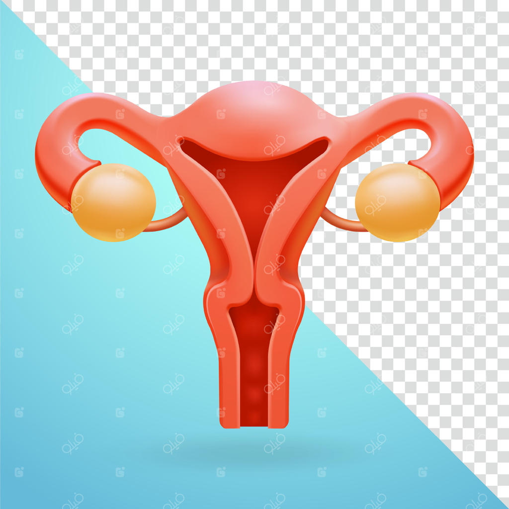 رحم، عناصر سه‌بعدی