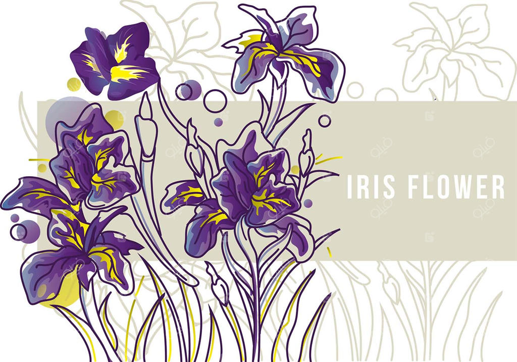 نقاشی خطی بنر گل زنبق