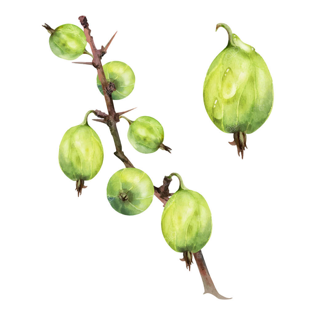 انگور فرنگی آویزان از شاخه خار دار، میوه رسیده باغچه: توت خرداد، انگور سیاه، یوتابری. تصویرسازی گیاهی جدا شده با آبرنگ کشیده شده با دست. مرباهای خانگی، کتاب آشپزی، لوازم التحریر فروشگاه مواد غذایی