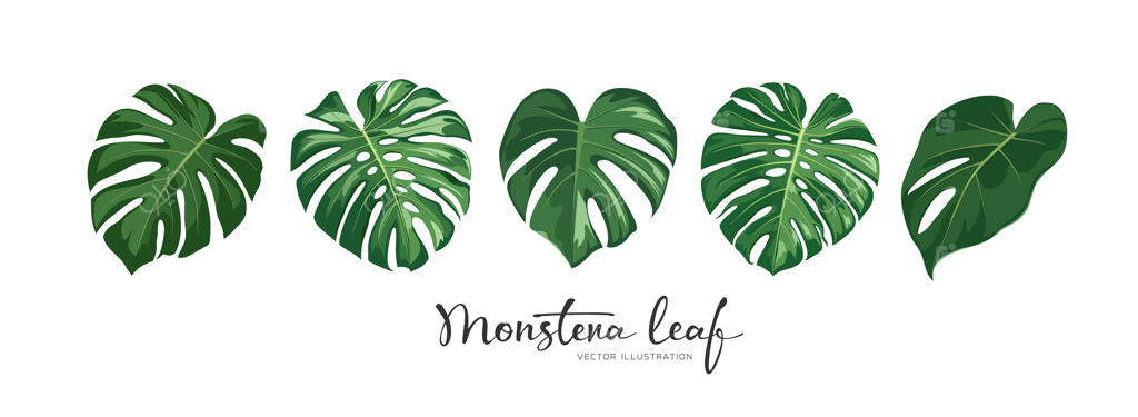 مجموعه برگ‌های سبز مونسترا گرمسیری