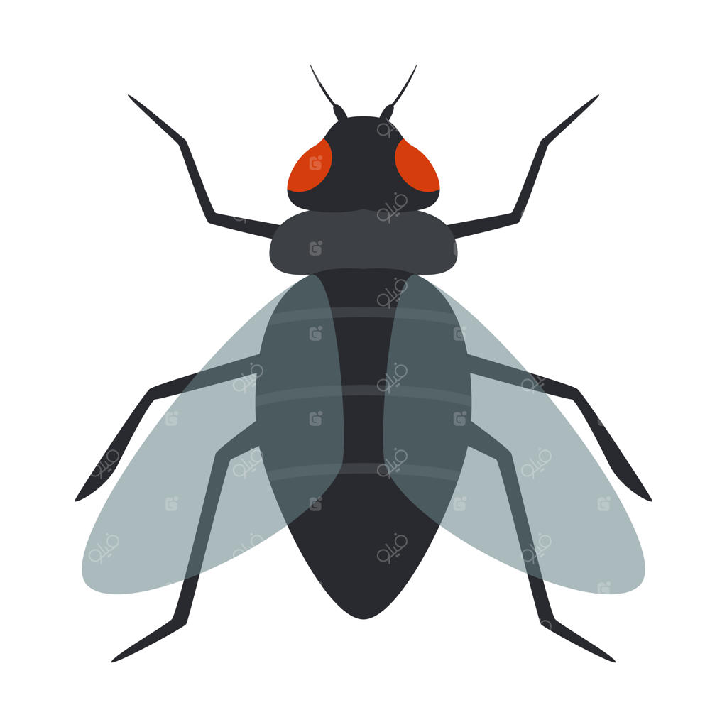 تصویرسازی یک مگس حشره