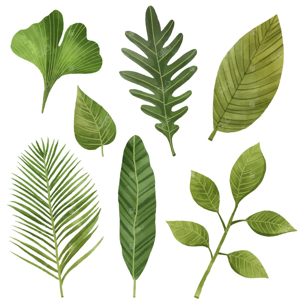 مجموعه برگ‌ها