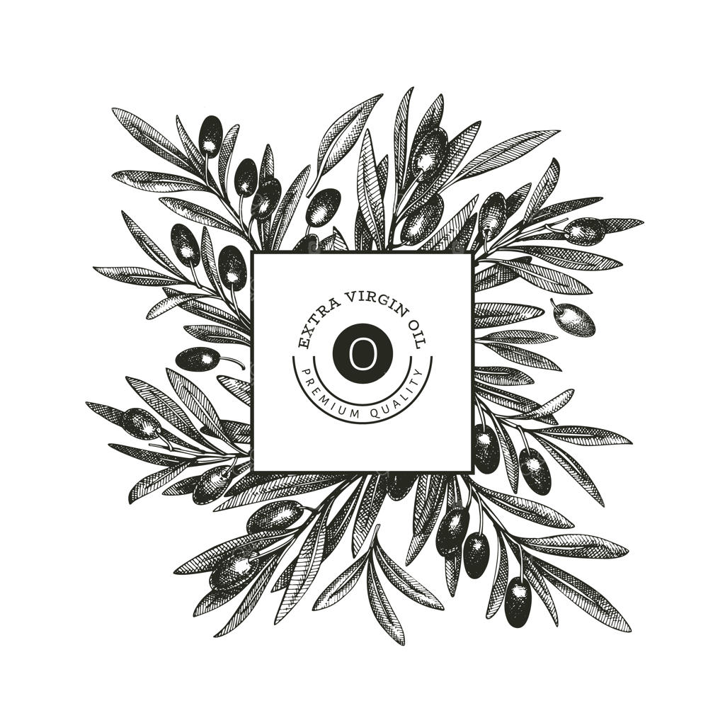 پترن طراحی شاخه زیتون. تصویرسازی غذایی دست‌کشیده. گیاه مدیترانه‌ای به سبک حکاکی. تصویر گیاهی قدیمی.