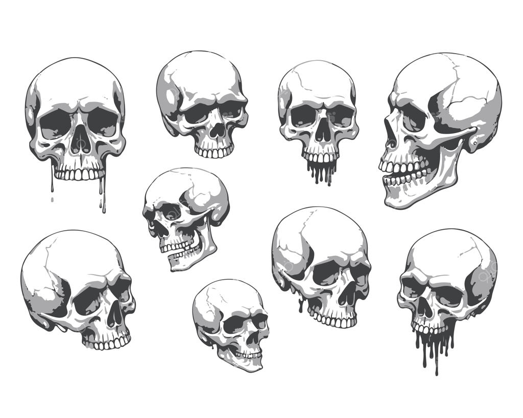 مجموعه وکتور طراحی دستی جمجمه‌های آناتومیک انسان در زوایای مختلف