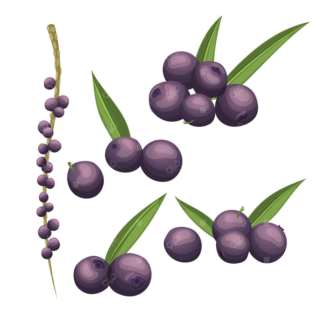 تصویر وکتور کارتونی از مجموعه میوه آکای بری