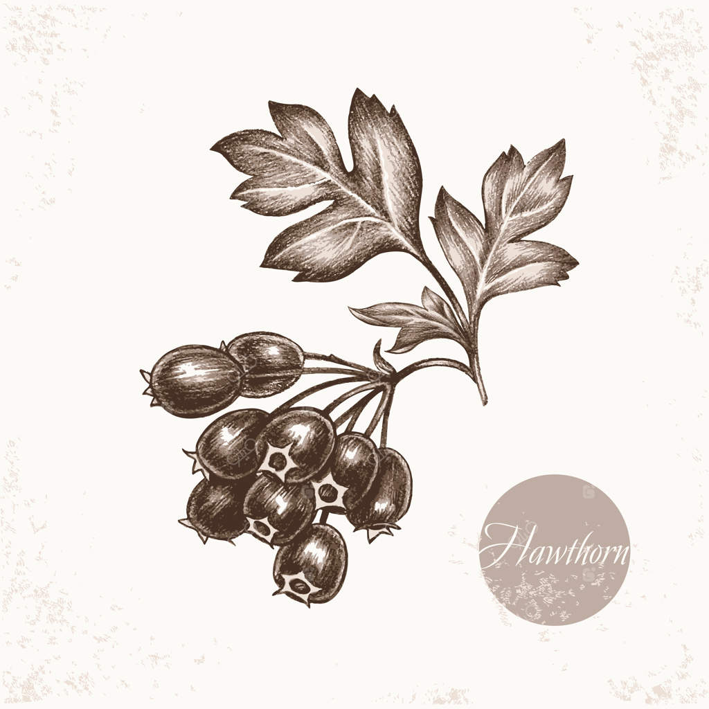 گیاهان دارویی - زالزالک.