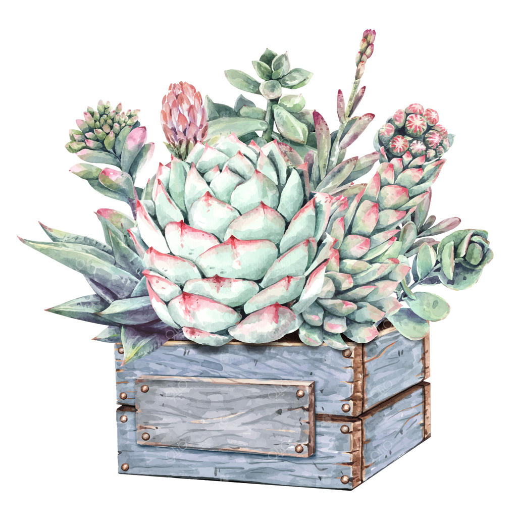 دسته گل کاکتوس‌ها و گیاهان آبدار آبرنگی در جعبه چوبی.