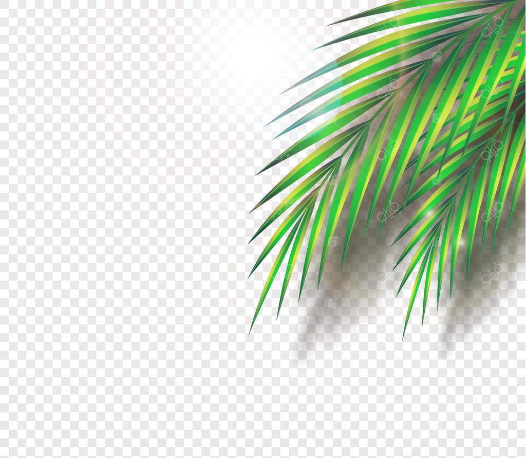 مجموعه‌ای از برگ‌های نخل و گیاهان استوایی. فضایی برای متن در جنگل‌ و مناطق گرمسیری. نمادی از سفری در هوای خوب تابستان.