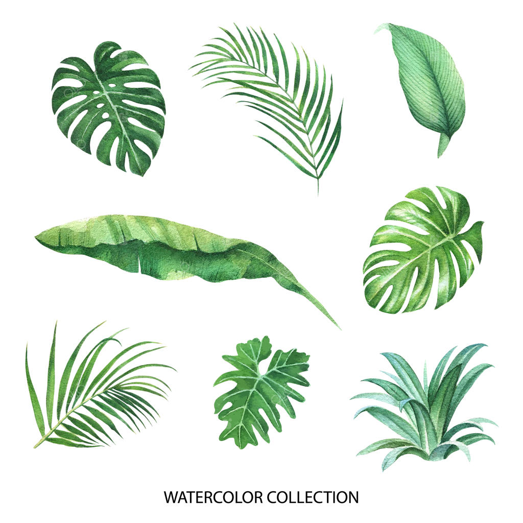 طرح گرمسیری با مفهوم برگ‌های متنوع، تصویر برداری.