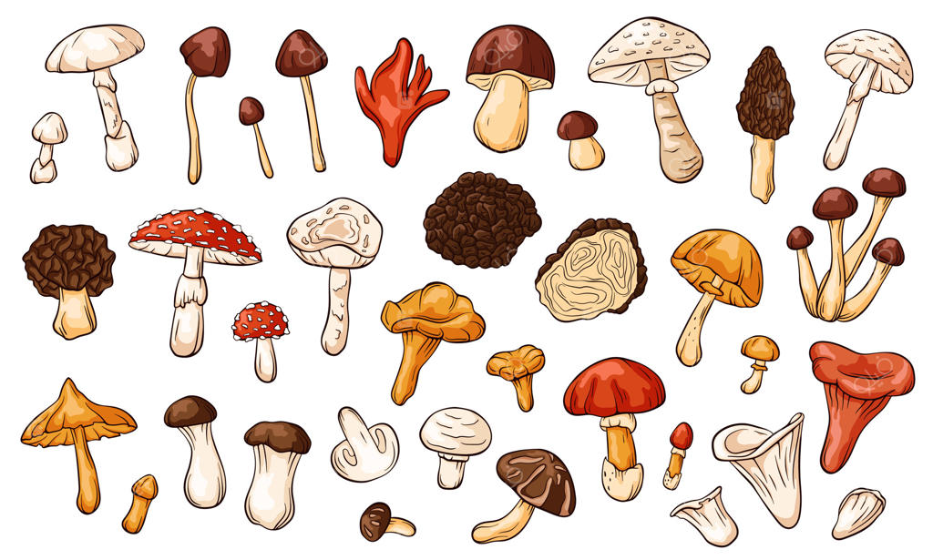 بررسی انواع مختلف قارچ‌ها و ویژگی‌های آن‌ها Pro Vector