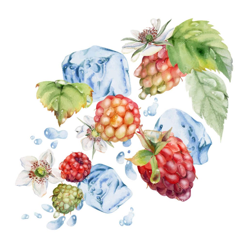 تمشک رسیده؛ توت‌های باغ در حال پرواز در قطرات آب با برگ‌ها و گل‌ها، قطعات یخ، قطرات شبنم، تمشک تازه، شاه‌توت، تمشک، توت سفید و توت در فضای ایزوله. تصویرسازی دستی با آبرنگ. نوشیدنی‌های خوراکی