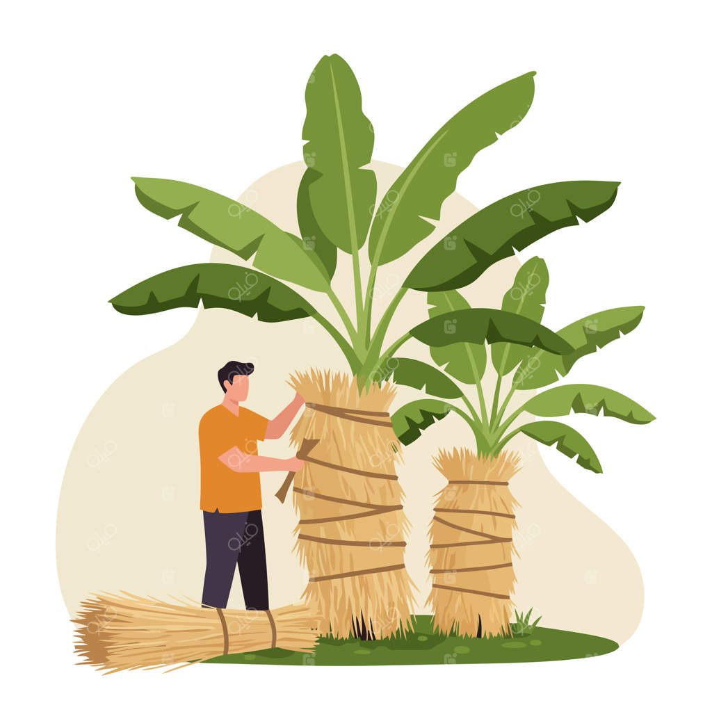 محافظت از درخت موز با پوشال برای زمستان در باغچه