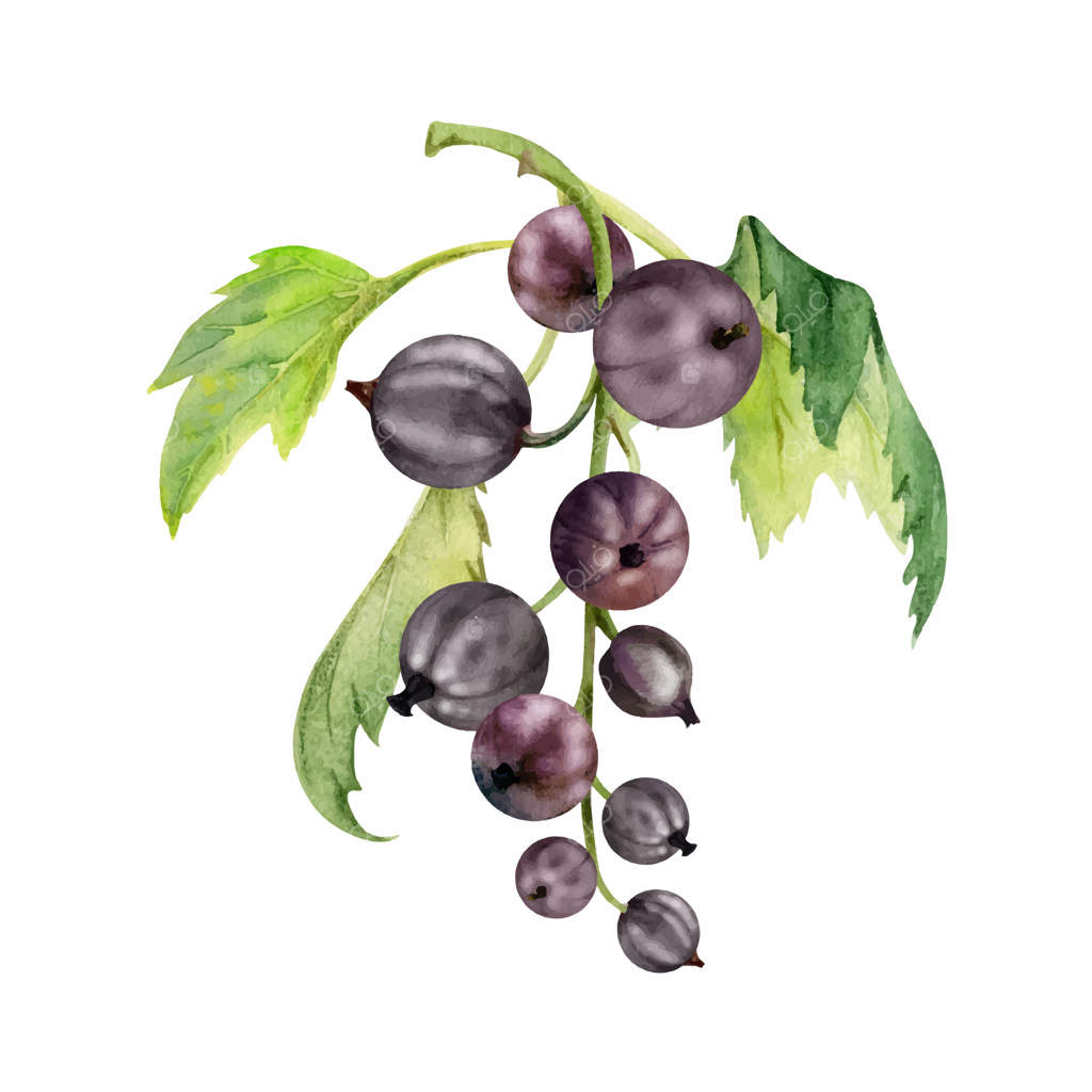 خوشه‌ انگور فرنگی بر روی ساقه با برگ‌ها، توت‌های رسیده باغ مانند توت فرنگی کشمشی و دست‌ها، نقاشی آبرنگ دست‌ساز. تصویر بوتانیکال ایزوله. کتاب آشپزی خانگی، فروشگاه مواد غذایی.