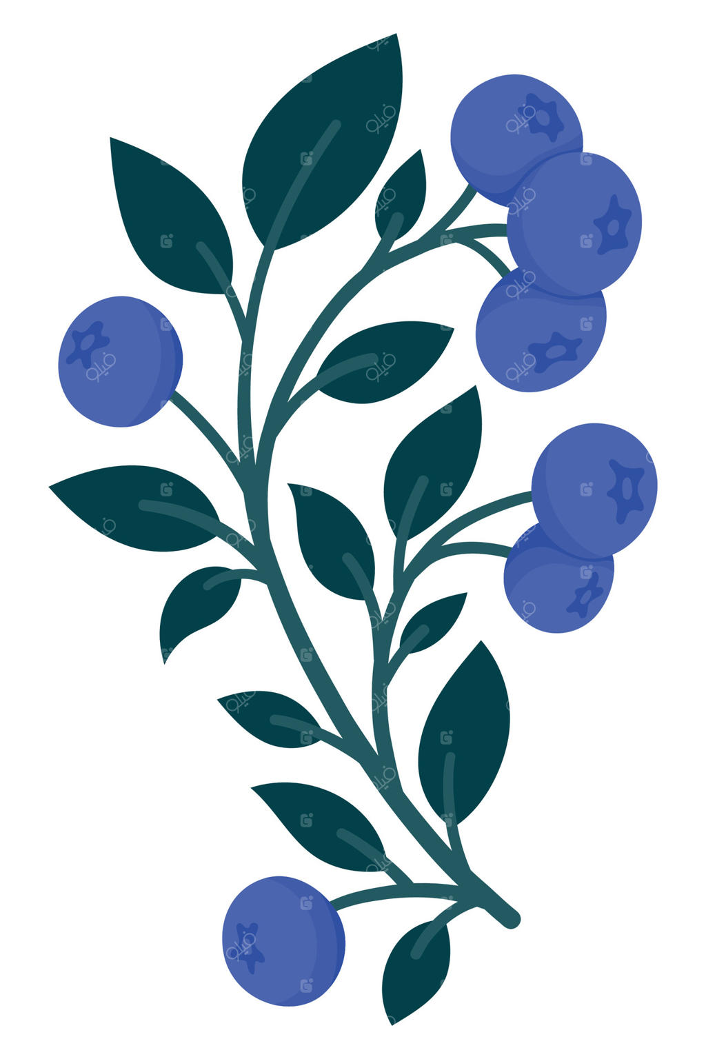 شاخه زغال‌اخته دست‌کشیده با برگ‌ها و میوه‌های رسیده. تصویرسازی گیاهی زیبا برای برچسب‌ها، بسته‌بندی، دکور آشپزخانه، برچسب‌ها، لوگوها، بازار کشاورزان یا برندسازی غذایی.