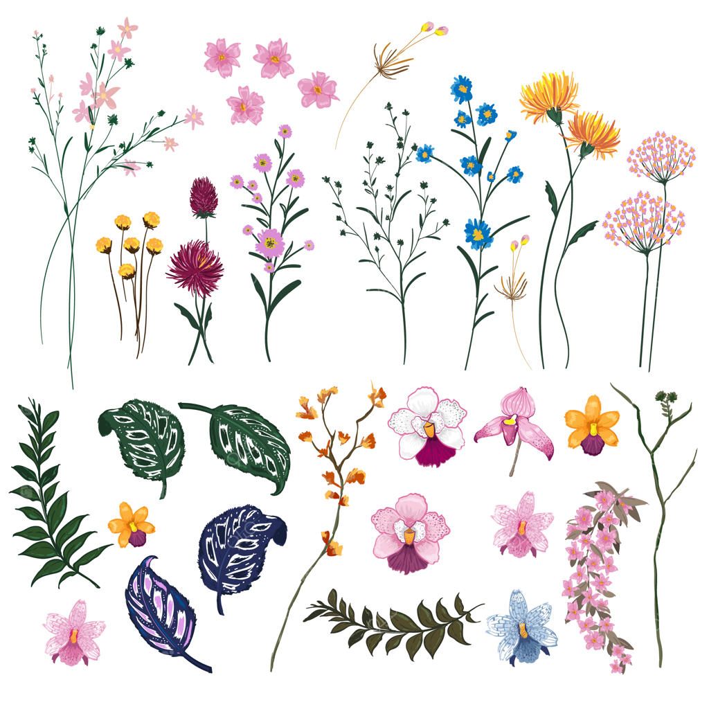 مجموعه گل‌های وحشی تابستانی