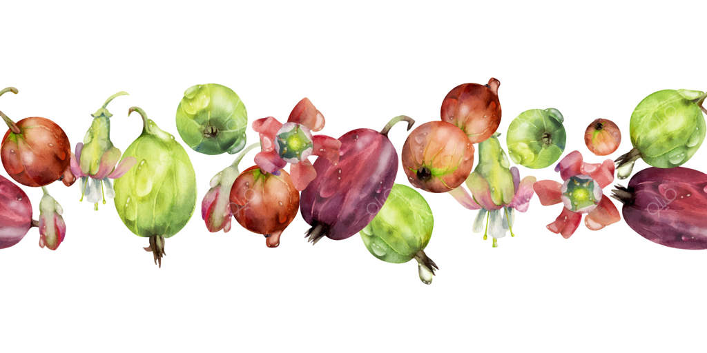 توت های انگور فرنگی و انگور قرمز در باغ، گل‌ها با قطرات شبنم در آب با آبرنگ نقاشی شده‌اند. گارلند جداشده به شکل بنر. مرباهای خانگی، منسوجات و لوازم‌التحریر، دکور فروشگاه مواد غذایی، کتاب‌های آشپزی، منوی کافه