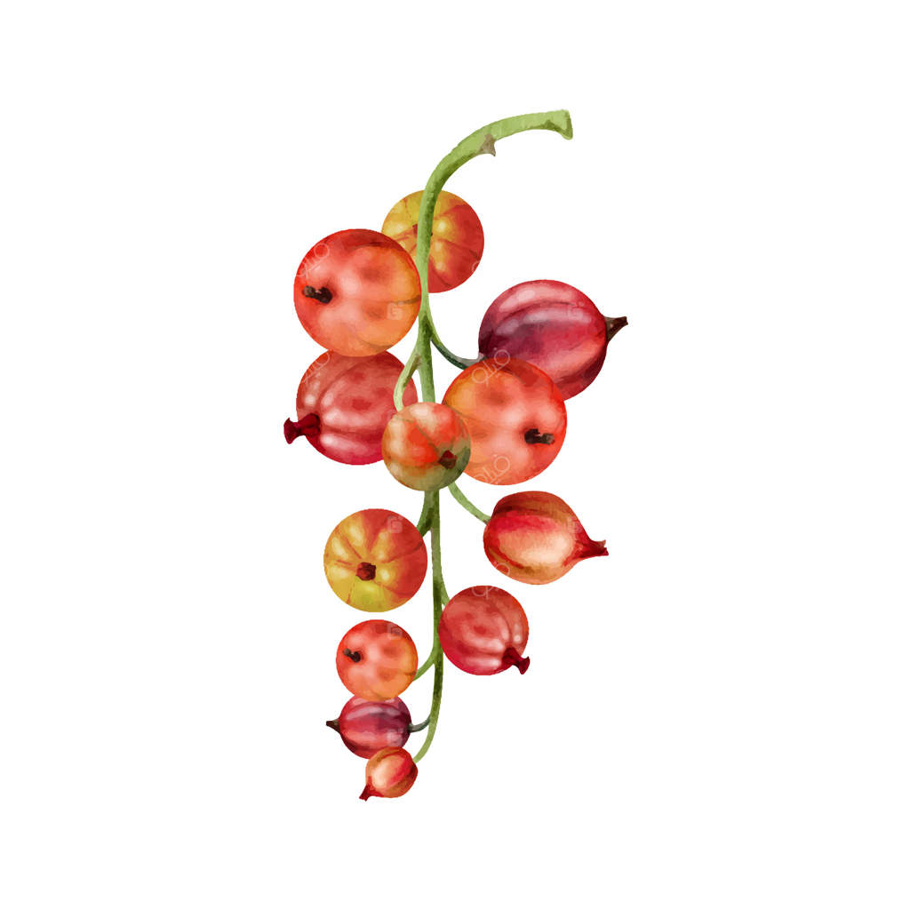 خوشه توت سیاه و انگور فرنگی، میوه‌های باغ رسیده: کشمش سیاه، تمشک جنگلی و انگور فرنگی، نقاشی آبرنگ. تصویر گیاهی جداگانه. تقویم باغبانی و فروشگاه مواد غذایی ارگانیک.