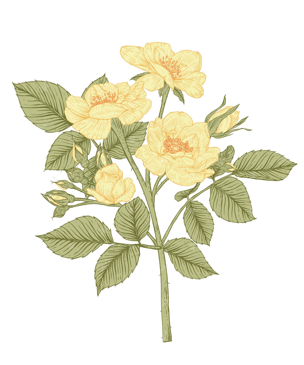 طرح‌های برگ و گل رز