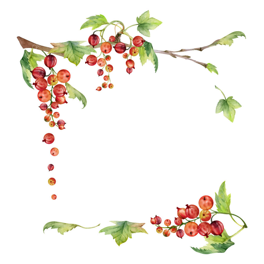 انگور فرنگی و برگ سبز نقاشی شده با آبرنگ، میوه باغی آویزان بر شاخه‌ها در خوشه‌های زیبا. قاب مربع گوشه‌دار. برچسب‌های لوازم آرایشی ارگانیک، شمع‌های معطر، و برچسب‌های غذایی برای شیشه‌های مربا.