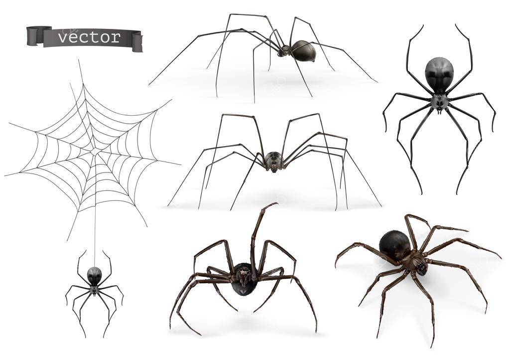 عنکبوت‌ها: علامت‌های هالووین و تارهای عنکبوت