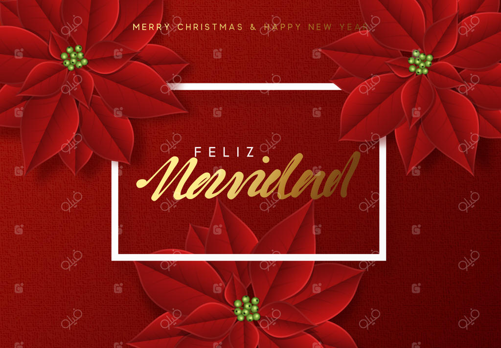 کریسمس مبارک، پس‌زمینه‌ای تزیین شده با شکوفه‌های زیبا و قرمز بنت قنسول. نوشته اسپانیایی "Feliz Navidad"