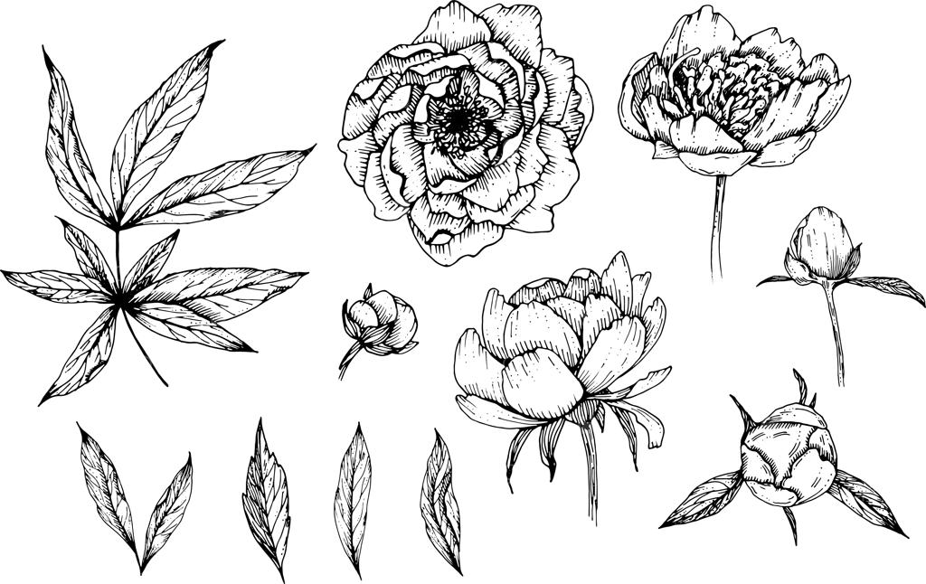 گل‌های صدتومانی طراحی‌شده دستی، نقاشی‌های ساده خانگی گل‌ها