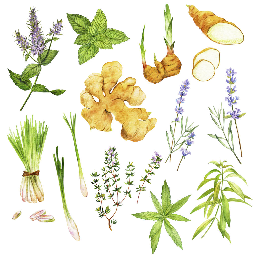 طرح آبرنگ دستی گیاهان دمنوش شامل نعناع و به‌لیمو