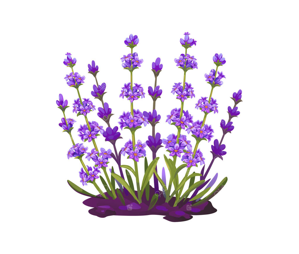 گل‌های اسطوخودوس کارتونی در شکوفایی کامل در باغ