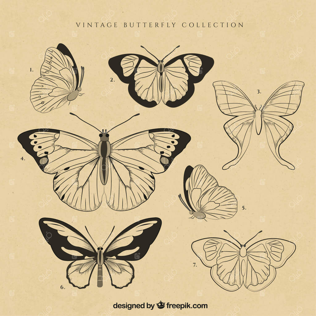 مجموعه پروانه‌های قدیمی