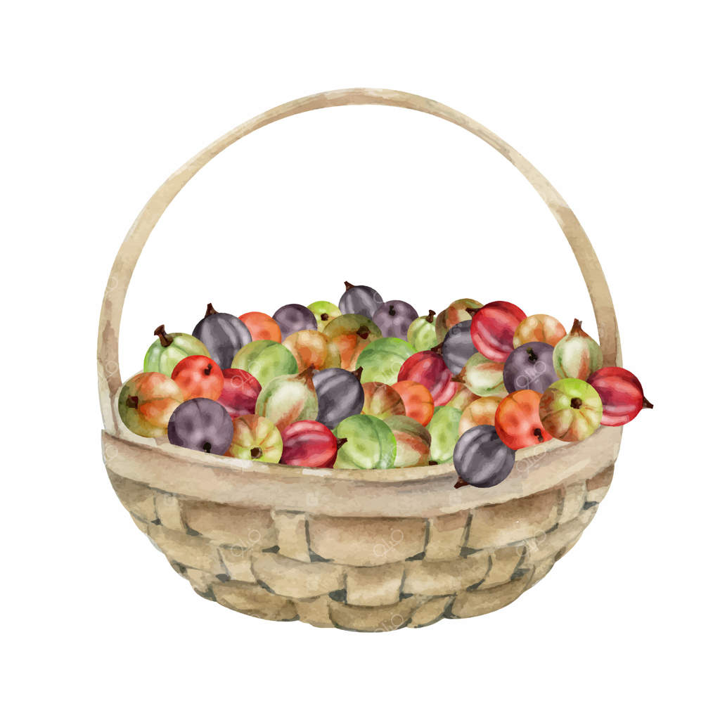 انگور فرنگی و کشمش در سبد بافته شده، نقاشی با آبرنگ، توده‌ای از برداشت میوه‌های باغ رسیده، جوسبری و کاسیل. تصویر ایزوله شده. منوی رستوران، کتاب آشپزی، بازار کشاورزان