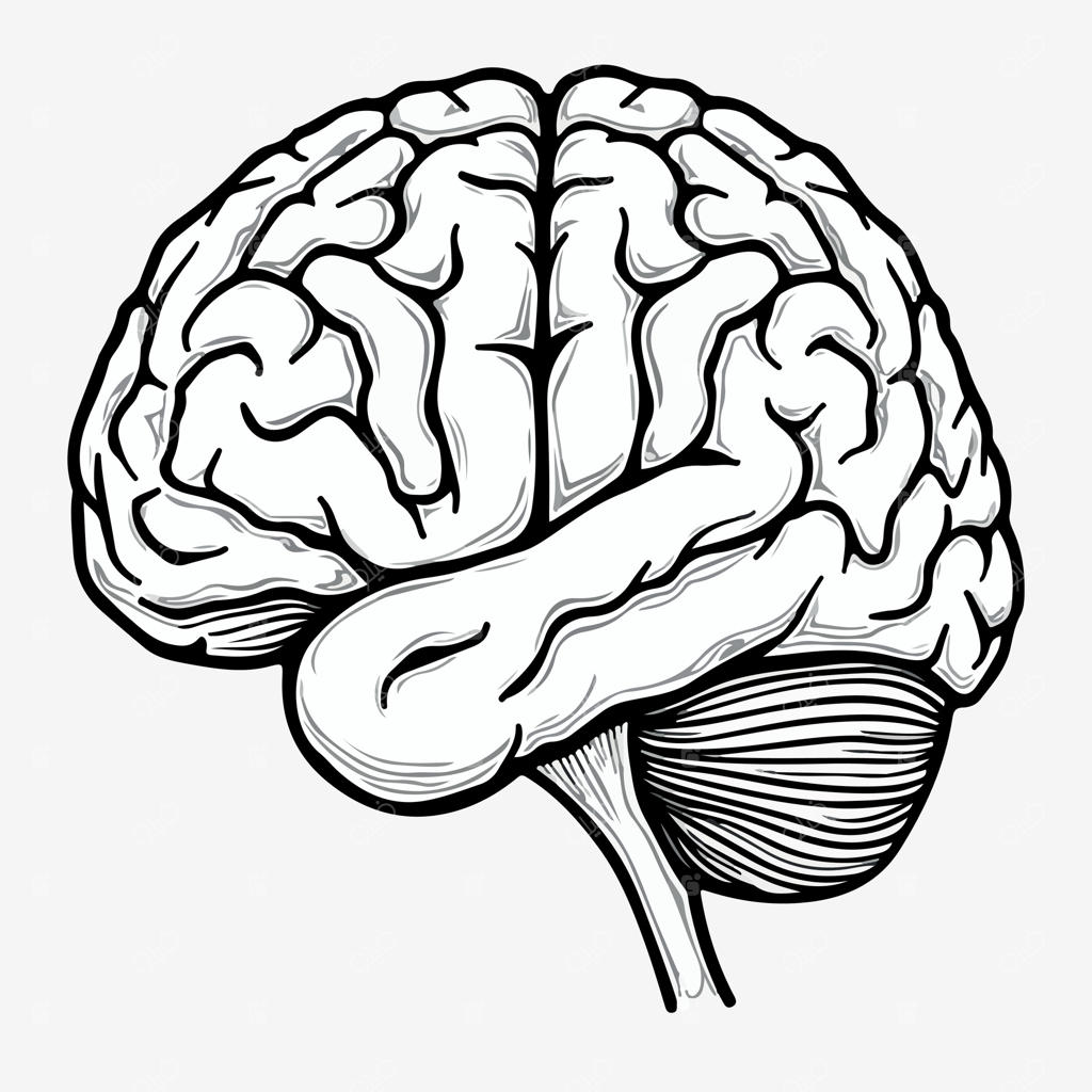 طراحی سیاه و سفید مغز