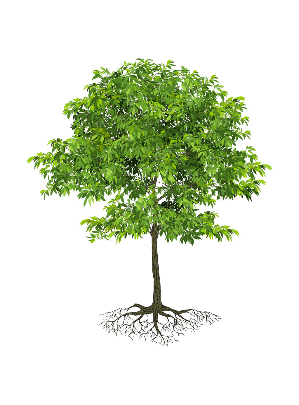 درختان واقع‌گرایانه در پس‌زمینه سفید