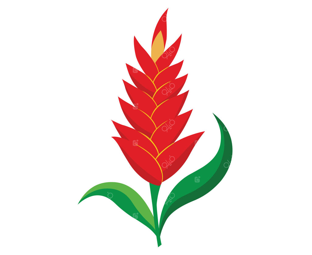 تصویر یک گل زنجبیل قرمز با برگ‌های سبز بر روی پس‌زمینه‌ای سفید و ساده