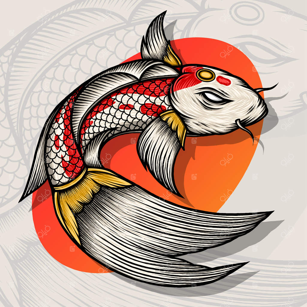 تصویرسازی ماهی کوی پادشاه