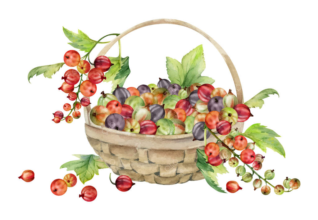 خوشه‌های انگور فرنگی و برگ‌ها در سبد بافته شده، نقاشی دستی با آبرنگ، برداشت توت‌های رسیده از باغ، انگور فرنگی سیاه و سفید. تصویر مجزا. برندینگ لوازم آرایشی و زندگی جامع.