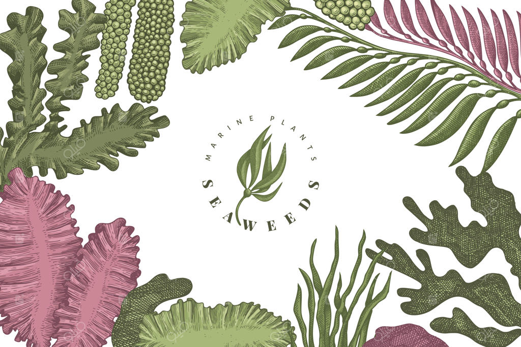 قالب طراحی با رنگ سبزیجات دریایی