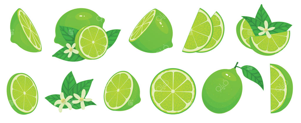 لیمو ترش کارتونی: مجموعه‌ای از برش‌های لیمو، میوه سبز مرکبات با برگ‌ها و شکوفه‌های لیمو