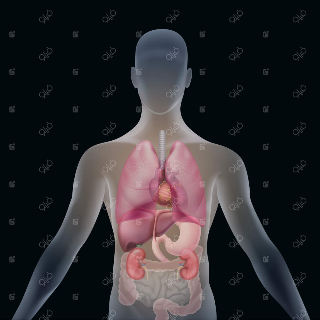 نمای جلویی سیلوئت انسان شفاف با اعضا: کبد، طحال، قلب، معده، کلیه‌ها، ریه‌ها و روده‌ها روی پس‌زمینه سیاه