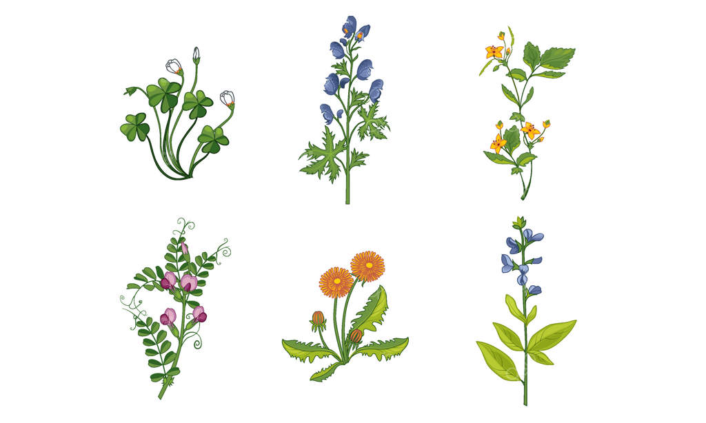 مجموعه‌ای از گل‌های زیبای باغ با برگ‌ها، عناصر تزئینی طبیعی و گل‌های چشم‌نواز