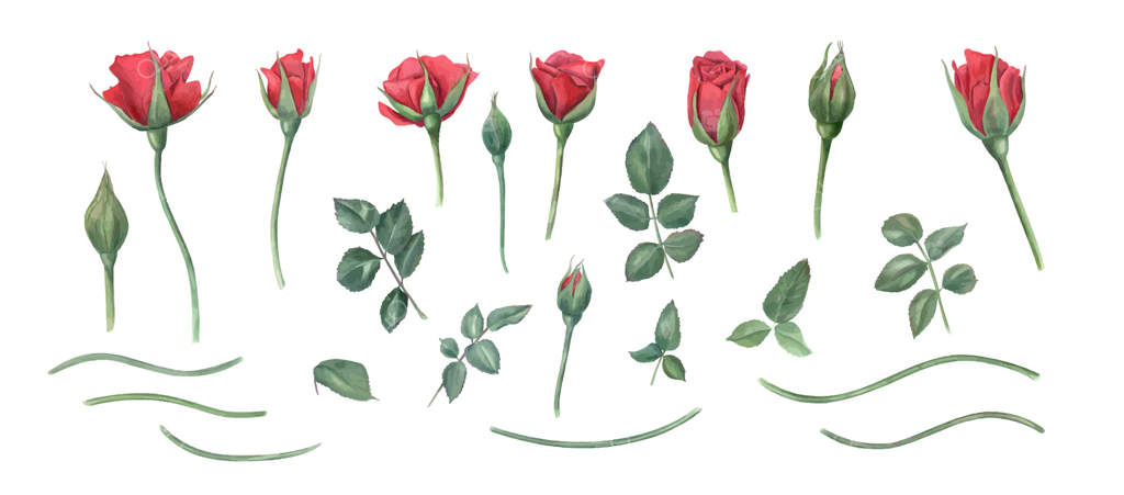 ست عناصر گل رز قرمز آبرنگی. گل‌های رز باغچه در مراحل مختلف شکوفه‌دهی با برگ‌ها و ساقه‌های سبز. مناسب برای چیدمان تولد، ایده عروسی، طراحی کارت تبریک
