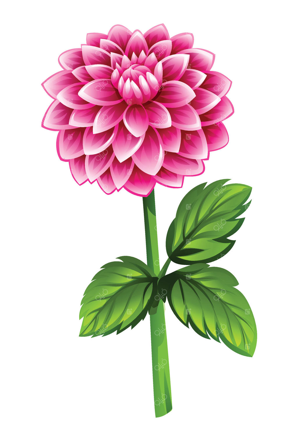 گل زیبای کوکب صورتی با برگ‌ها. تصویر کارتونی