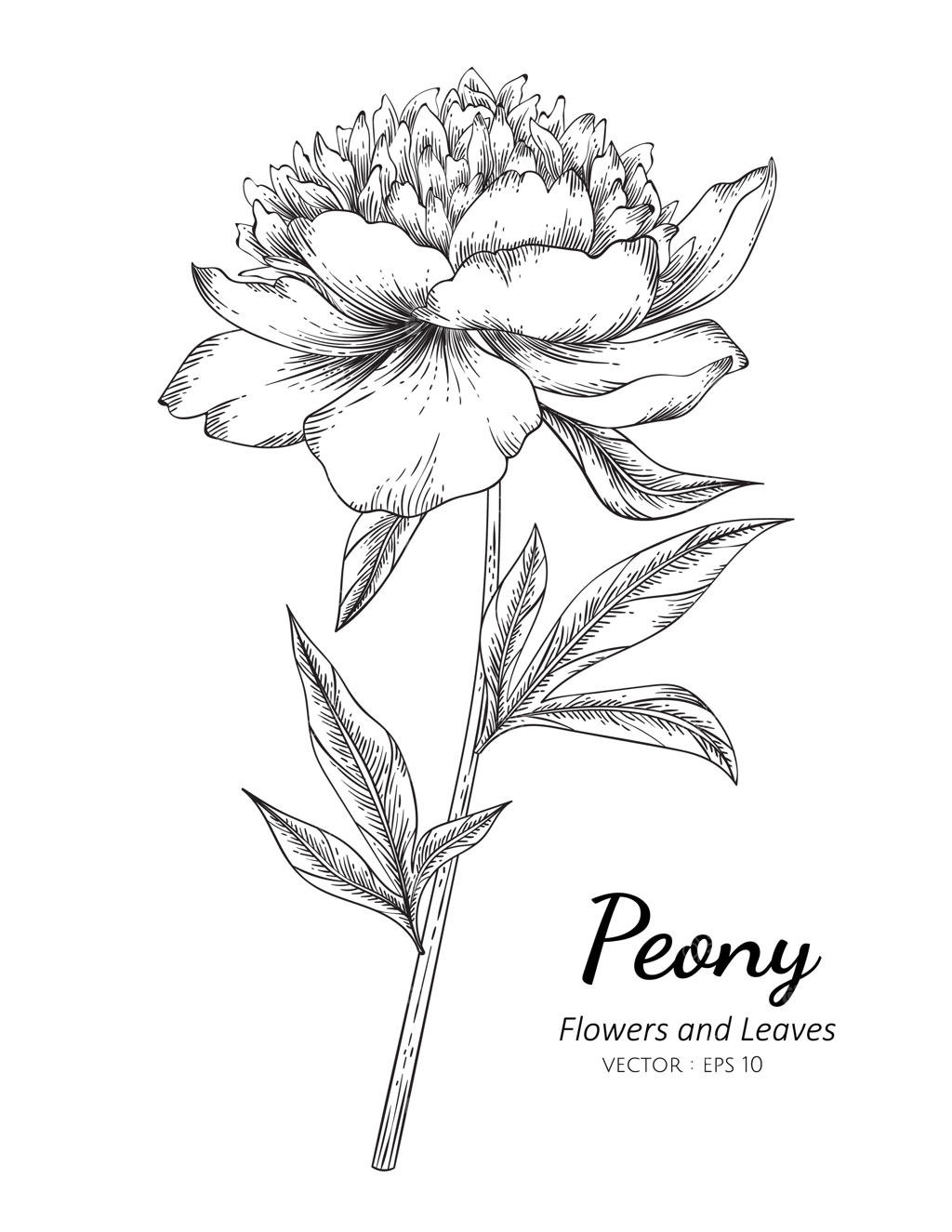 طراحی و تصویرسازی گل صد تومانی با خطوط ساده روی زمینه سفید