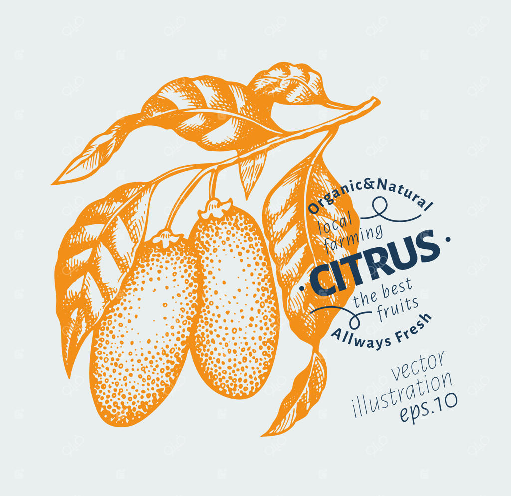 تصویرسازی شاخه کامکوات.