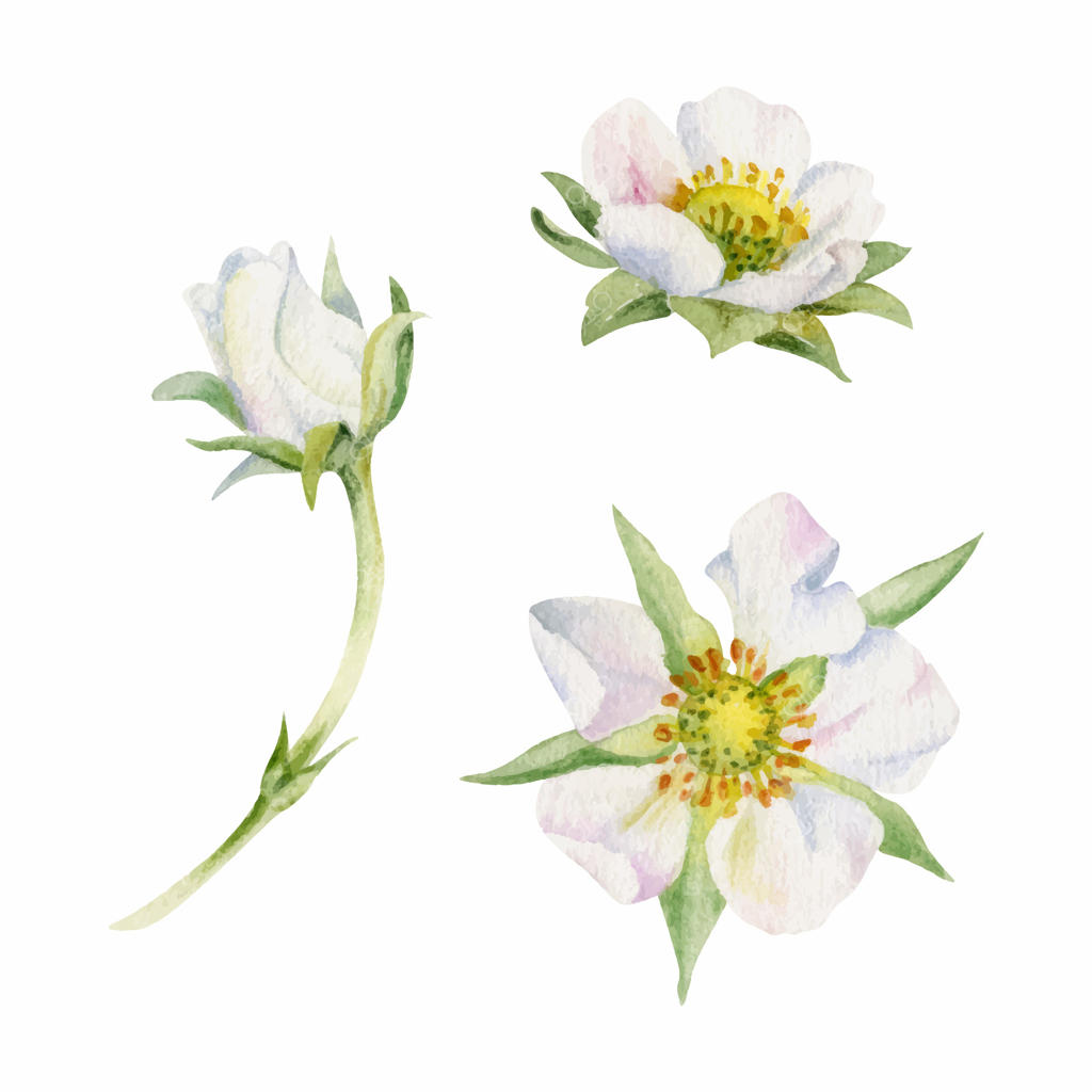 هنر شگفت‌انگیز آبرنگی گل در سه نوع مختلف - پرو وکتور