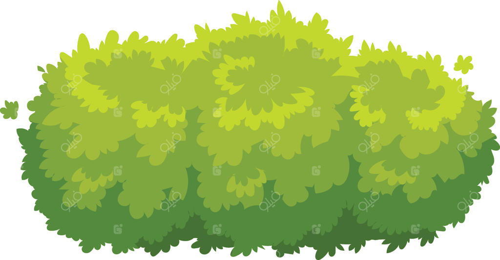 بوته‌ سبز و انبوه، زیبایی طبیعی را افزایش داده و فضای باغ پرطراوت را با شاخ و برگ پرپشت خود تعریف می‌کند.