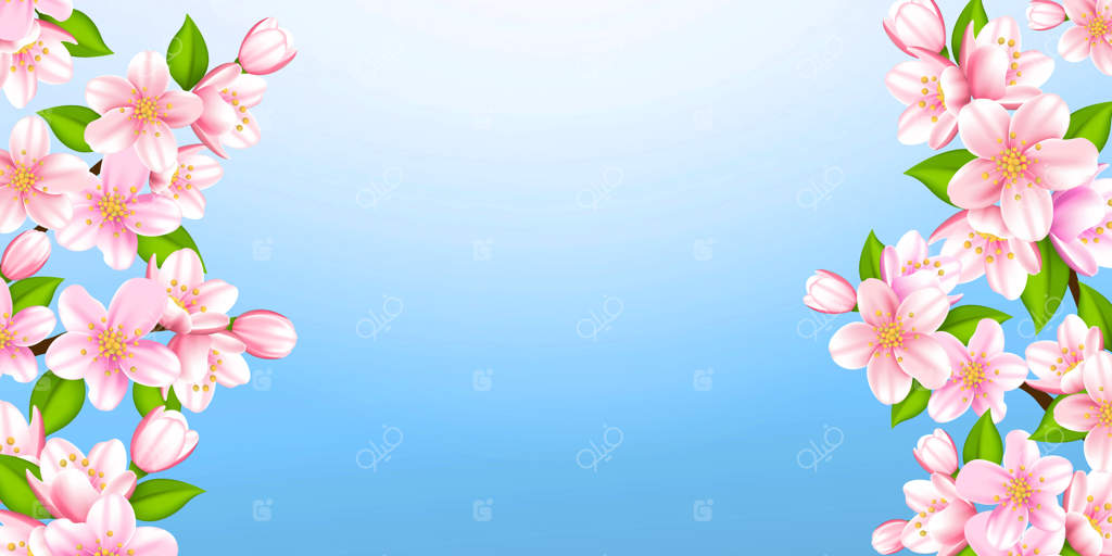 شاخه‌های زیبای ساکورا